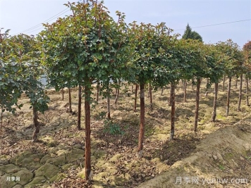 讓月季贏在春天，早春月季精準(zhǔn)修剪指南