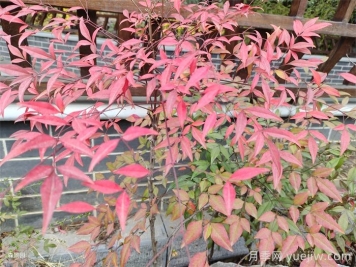 治愈系庭院花園植物，設(shè)計(jì)師必知的植物分享！