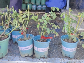 月季花怎么換盆？掌握技巧花開不斷