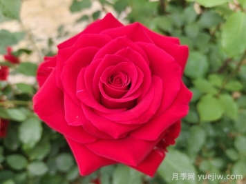 常見的鄉(xiāng)土植物有哪些？
