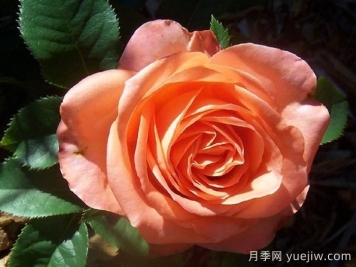 月季推薦，木瓜月季