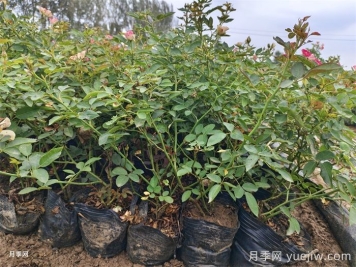 6種花卉春天喜歡肥，必有月季花