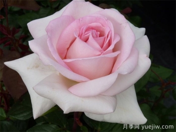 月季推薦，園藝王子月季