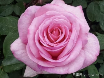 月季推薦，甜蜜訴說月季