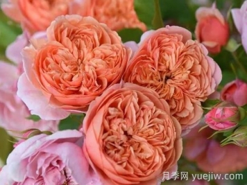 月季推薦，絲綢之路月季