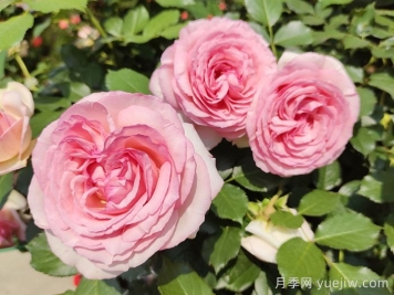 如果只能養(yǎng)一棵月季花，那么就在這5個品種中選擇