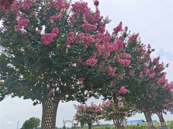 百日紅移栽的上佳時(shí)機(jī)，成活率杠杠的