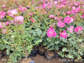 月季移栽后黃葉打焉怎么辦？盆栽月季小苗移栽問題