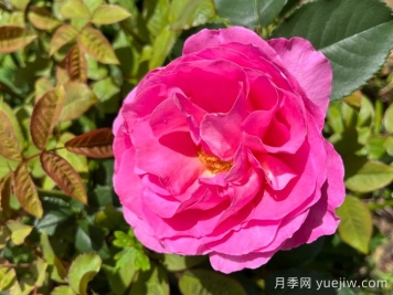 復(fù)古小姐月季