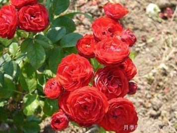 克里扎雅諾什的紀(jì)念月季