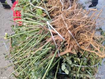 月季花的裸根曬一周還能活嗎？