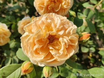 花卉市場月季十元一盆，為何網(wǎng)購月季苗要五十一盆？