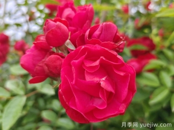 紅木香爬藤月季的優(yōu)缺點是什么？紅木香養(yǎng)護(hù)方法
