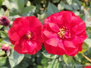 推薦5款豐花月季品種，園林綠化耐熱耐曬