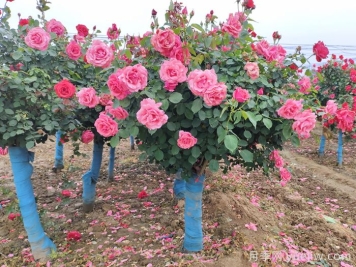 河北河間：月季成網(wǎng)紅，美麗能致富