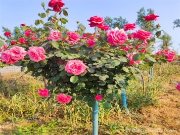 樹狀月季花怎么澆水和施肥？
