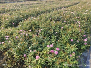 月季花怎么澆水和施肥？