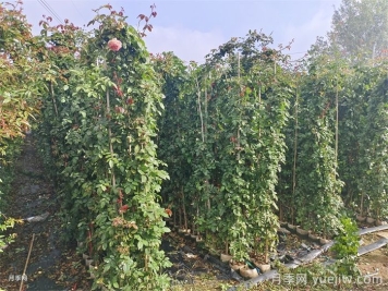 藤本月季是購買大苗好還是小苗好？