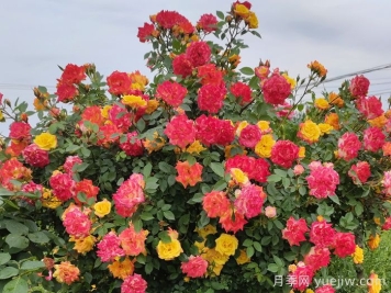 藤彩虹月季是開一季還是多季開花？