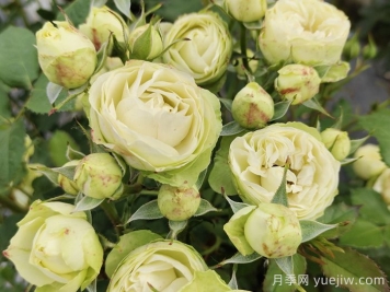 花友養(yǎng)奶油龍沙月季，花量多花色美