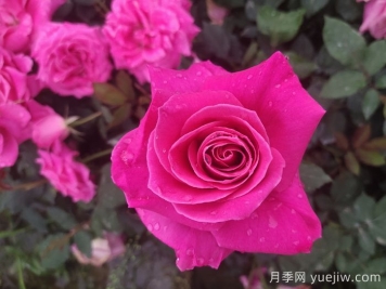 題月季，詩十三首