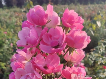 養(yǎng)好月季花需要注意的三個(gè)要點(diǎn)