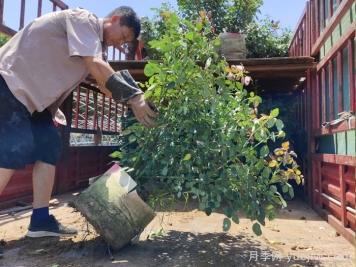 月季出秋筍，教你兩個(gè)月養(yǎng)成大壯枝
