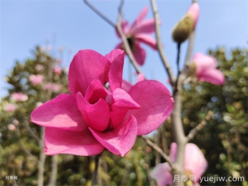 玉蘭為何被稱為望春花？
