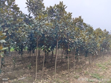 南陽南召廣玉蘭苗木栽培注意事項