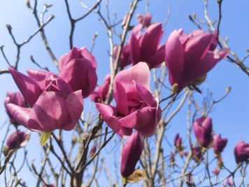 庭院栽上一棵玉蘭花，花團(tuán)錦簇滿院飄香