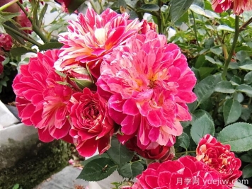 如何選擇適合自己的月季花？