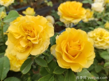 陽臺黨必入的3個月季花品種