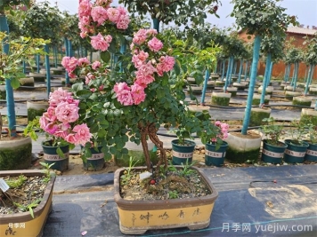 古樁盆景月季，既有顏值，又有價(jià)值