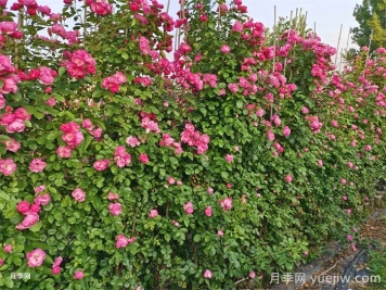 藤本月季不開花什么原因？可能是這6點