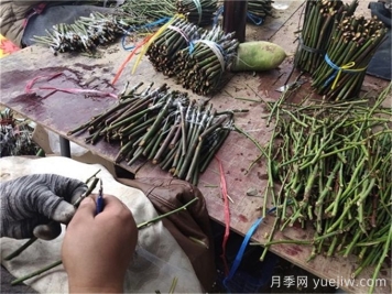 月季嫁接是門技術(shù)活，該如何做？