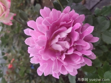 歐月和月季花的區(qū)別你知道嗎？