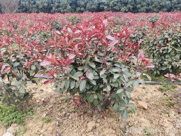 南陽(yáng)紅葉石楠育苗新技術(shù)