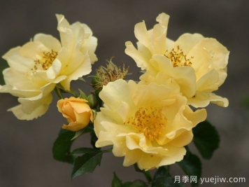 科洛馬月季