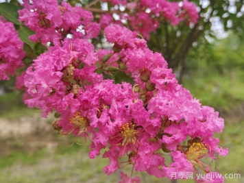 苗木中紫薇樹(shù)與紫荊樹(shù)怎么分辨？