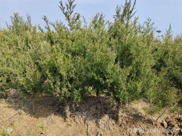 四類花木在庭院種植時(shí)要避開(kāi)