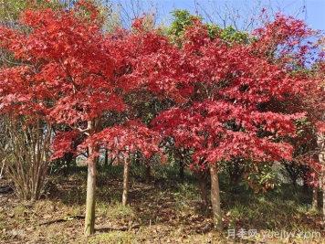 美國(guó)紅楓苗木種植時(shí)八點(diǎn)修剪建議