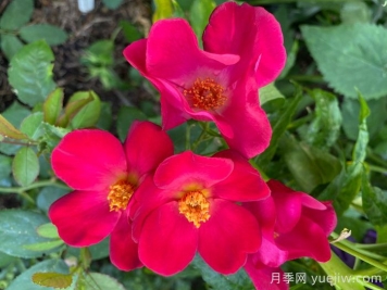 塔爾博特之家月季/塔伯特之家