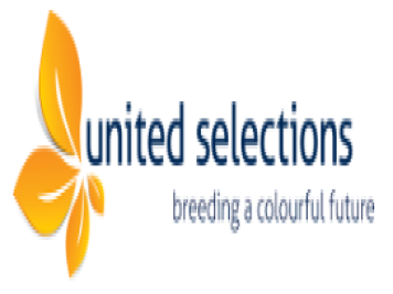 月季育種家：荷蘭聯(lián)合精選(United Selections)