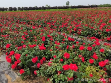月季打藥也要分時間？這兩個時段打藥最好