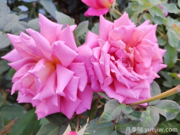 月季花的養(yǎng)殖方法和注意事項總結