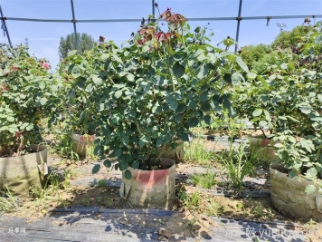 如何提高月季花苗成活率？方法為你列舉
