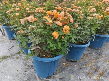 月季花如何修剪？南陽(yáng)基地抓住這3個(gè)時(shí)間修剪花開不斷
