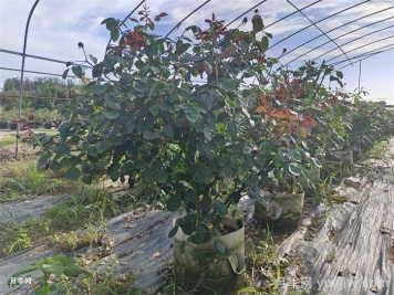 ?老齡月季更新如何修剪和保護芽？