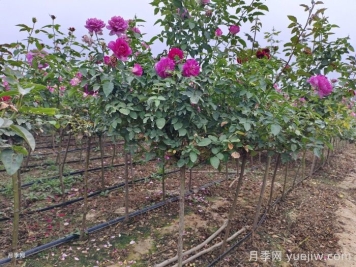 南陽(yáng)基地教你棒棒糖月季的嫁接方法