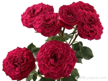 櫻桃之花月季
